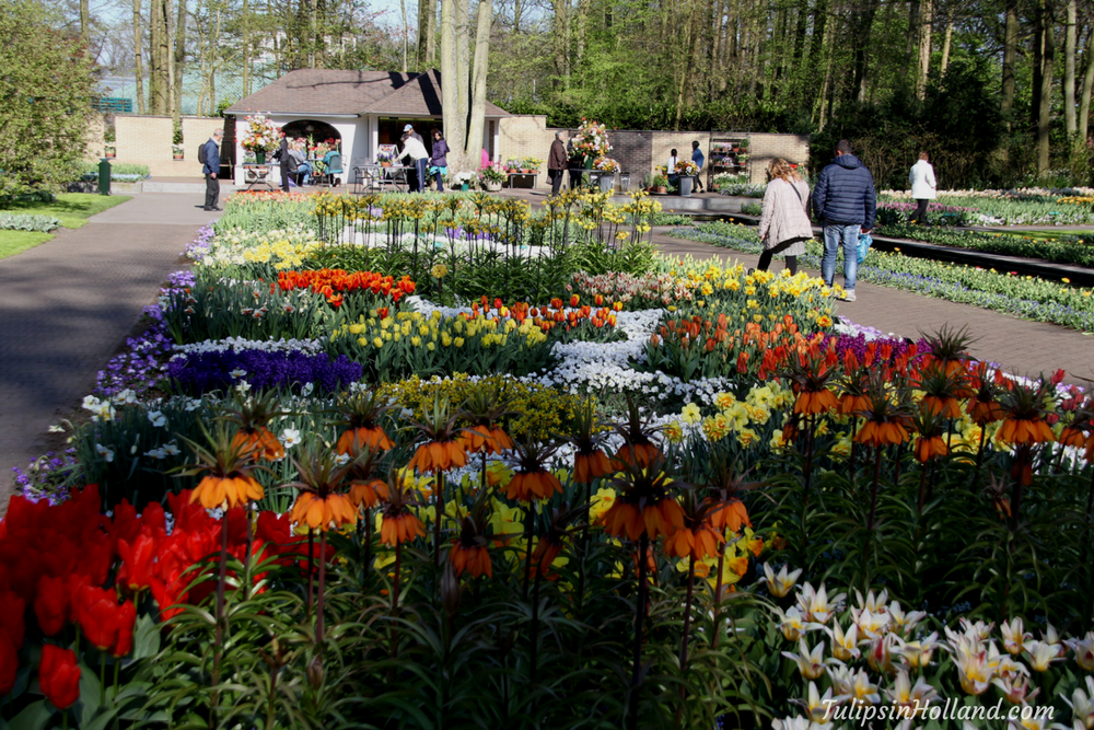 tulips in holland 9 april 2017