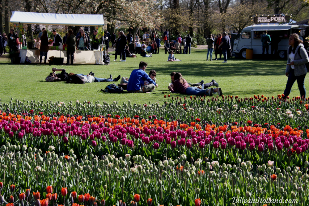 tulips in holland 9 april 2017