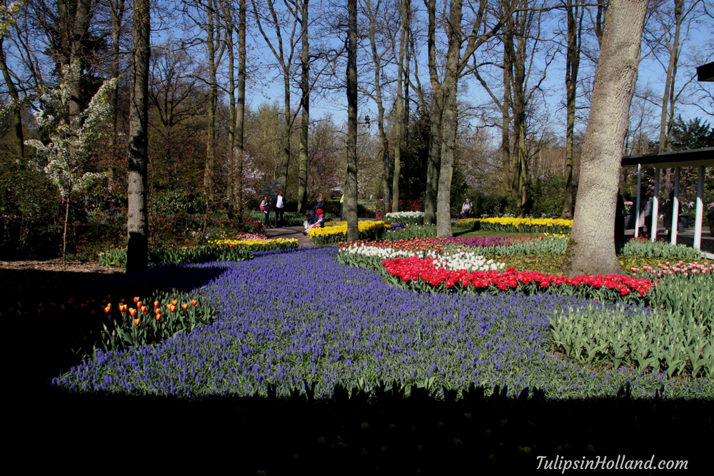 tulips in holland 9 april 2017