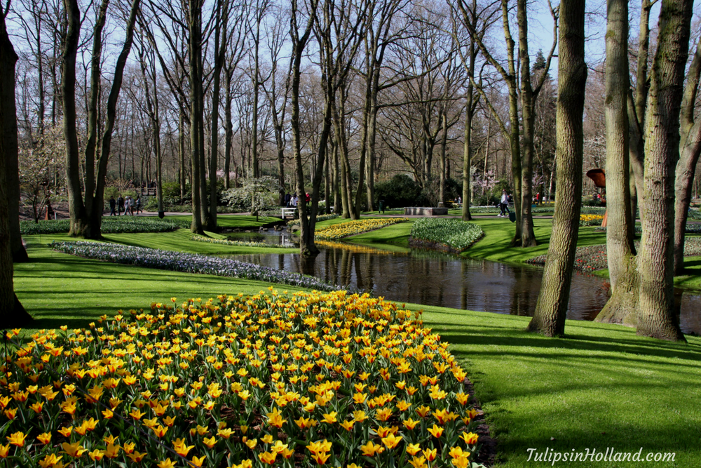 tulips in holland 9 april 2017