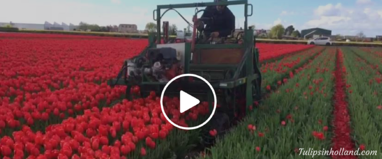 Heading of the tulips - Keukenhof area