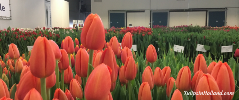 Picking tulips for a good cause