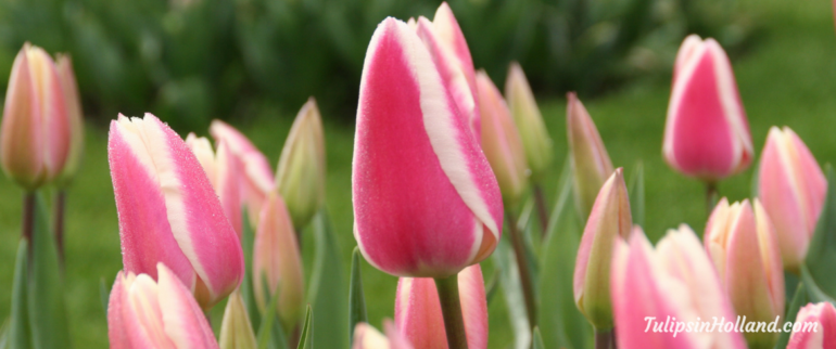 Weekly Flower update 2018 week 12