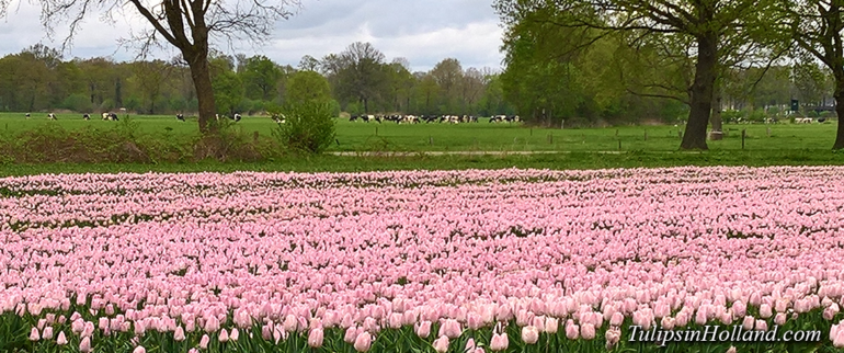 Tulips in Twente